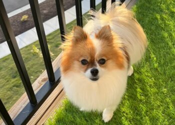 Virginia Beach Pet Grooming Woof Gang Bakery & Grooming