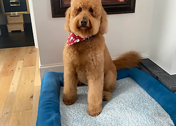 Amarillo Pet Grooming Woof Gang Bakery & Grooming Amarillo