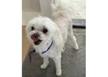 Amarillo Pet Grooming Woof Gang Bakery & Grooming Amarillo