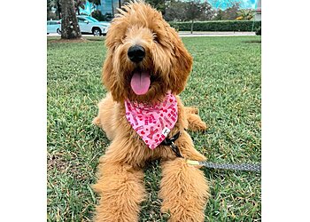 Augusta Pet Grooming Woof Gang Bakery & Grooming Augusta