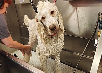 Augusta Pet Grooming Woof Gang Bakery & Grooming Augusta