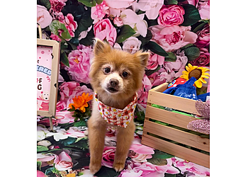 Orlando Pet Grooming Woof Gang Bakery & Grooming Conway