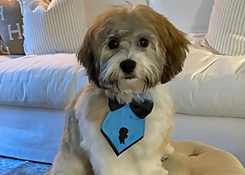 Fort Lauderdale Pet Grooming Woof Gang Bakery & Grooming Fort Lauderdale