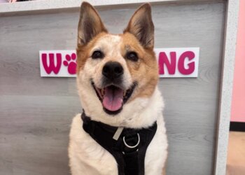 Fremont Pet Grooming Woof Gang Bakery & Grooming Fremont