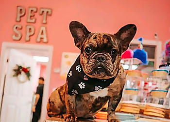 Laredo Pet Grooming Woof Gang Bakery & Grooming Laredo