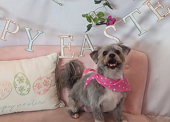 Round Rock Pet Grooming Woof Gang Bakery & Grooming Round Rock