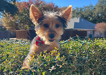 Plano Pet Grooming Woof Gang Bakery & Grooming Stonebriar