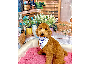 Atlanta Pet Grooming Woof Gang Bakery & Grooming The Works