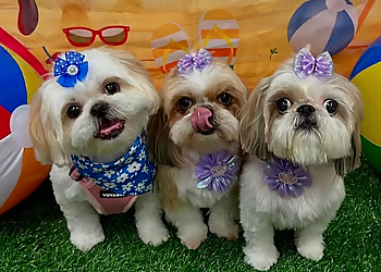 Waco Pet Grooming Woof Gang Bakery & Grooming Waco