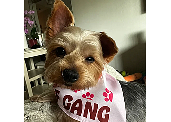 Woof Gang Bakery & Grooming Walnut Creek Woof Gang Bakery & Grooming Walnut Creek - Walnut Creek, CA Pet Grooming - Healthcare Moments