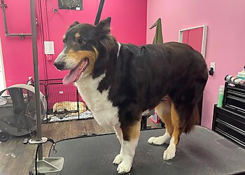 Houston Pet Grooming Woof Gang Bakery & Grooming West U