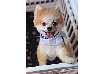 Winston Salem Pet Grooming Woof Gang Bakery & Grooming Winston