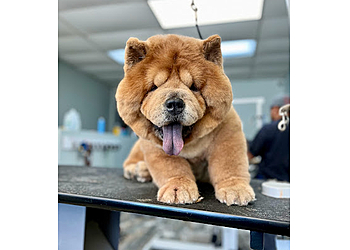 Stamford Pet Grooming Woof To Purrfection