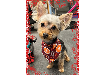 Grand Rapids Pet Grooming Woof & Wander Dog Grooming