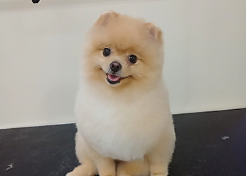 Hayward Pet Grooming Woof & Wash Pet Grooming