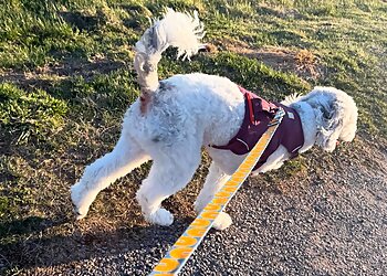 Rochester Dog Walkers Woofie’s® of Rochester