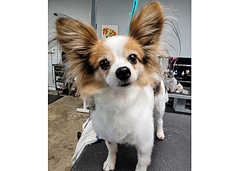Fresno Pet Grooming Wooforia Grooming Salon