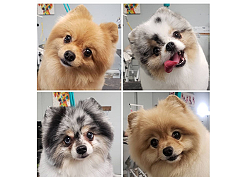 Fresno Pet Grooming Wooforia Grooming Salon