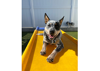 Woof's Play & Stay - Topeka, KS Pet Grooming - Service Highlights