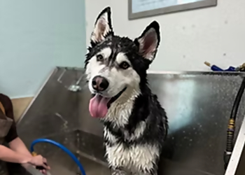 Hayward Pet Grooming Workindoggz