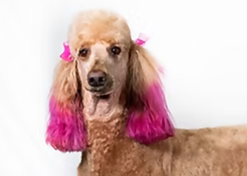 Hayward Pet Grooming Workindoggz