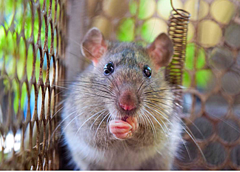 Tampa Animal Removal World Class Wildlife Removal & Rodent Remediation