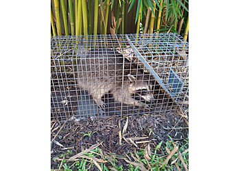 Tampa Animal Removal World Class Wildlife Removal & Rodent Remediation