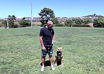 World Of Dog Training - Huntington Beach, CA Dog Training - Work Image