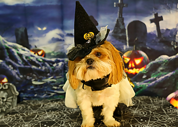 Irving Pet Grooming Wuf Pet Resort & Spa