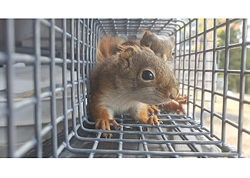 Washington Animal Removal Xceptional Wildlife Removal