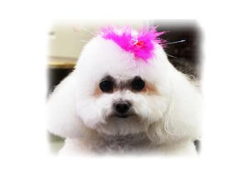 Yuppy Puppy & Company, Inc. - Coral Springs, FL Pet Grooming - Service Image