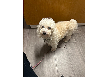 Walnut Creek Veterinary Clinics Ygnacio Animal Hospital