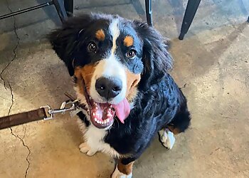 Colorado Springs Veterinary Clinics Yorkshire Veterinary Hospital