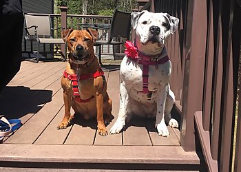 New Haven Dog Walkers You Lucky Dog