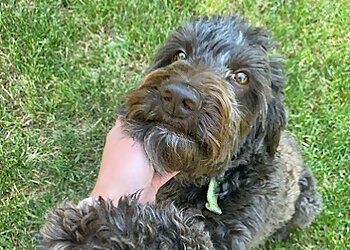 Aurora Dog Walkers Your Best Friend's Friend