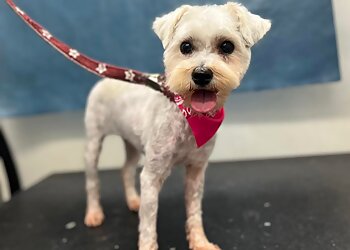 Fort Worth Dog Walkers Your Pet Staff LLC