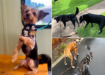Fort Worth Dog Walkers Your Pet Staff LLC