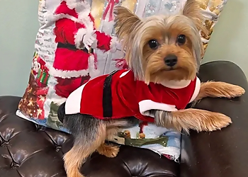 Yonkers Pet Grooming Your Pet’s Paradise