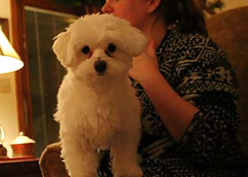 Lincoln Pet Grooming Your Precious Pets