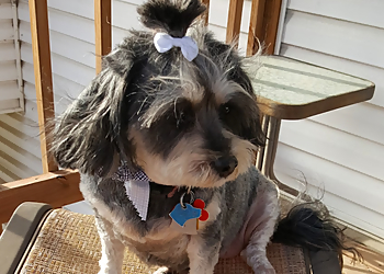 Lincoln Pet Grooming Your Precious Pets