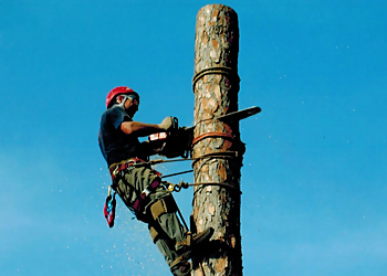 St Petersburg Tree Services Yutzy Tree Service