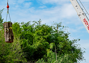 St Petersburg Tree Services Yutzy Tree Service