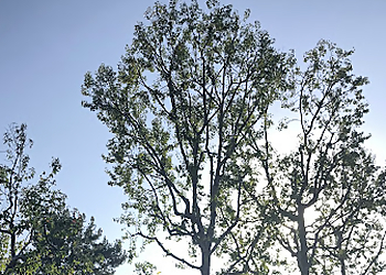 Fullerton Tree Services Zamora Tree Service