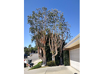 Fullerton Tree Services Zamora Tree Service