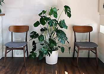 Seattle Acupuncture Zen Attitude Acupuncture