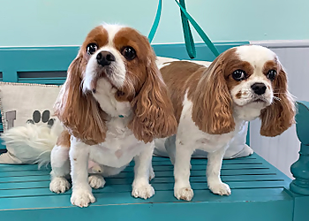 Charleston Pet Grooming Zen Dog Spa