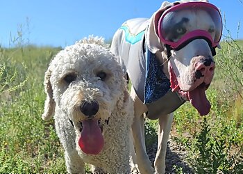 Boise City Dog Walkers Zen Pet Care Services