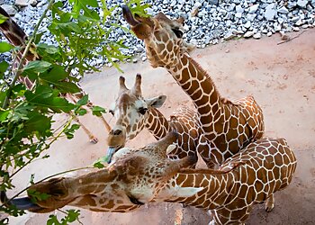 Atlanta Places To See Zoo Atlanta