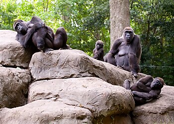 Atlanta Places To See Zoo Atlanta