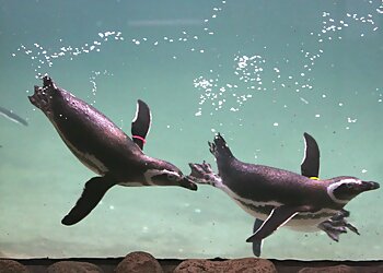 Boise City Places To See Zoo Boise